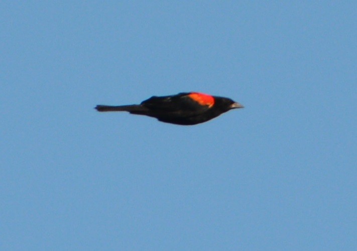 Red-winged Blackbird (California Bicolored) - ML472874431