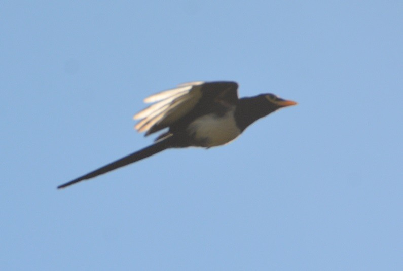 Yellow-billed Magpie - ML472874761