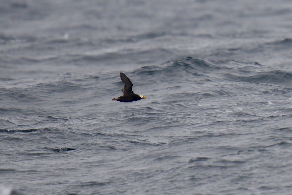 Tufted Puffin - ML472876431