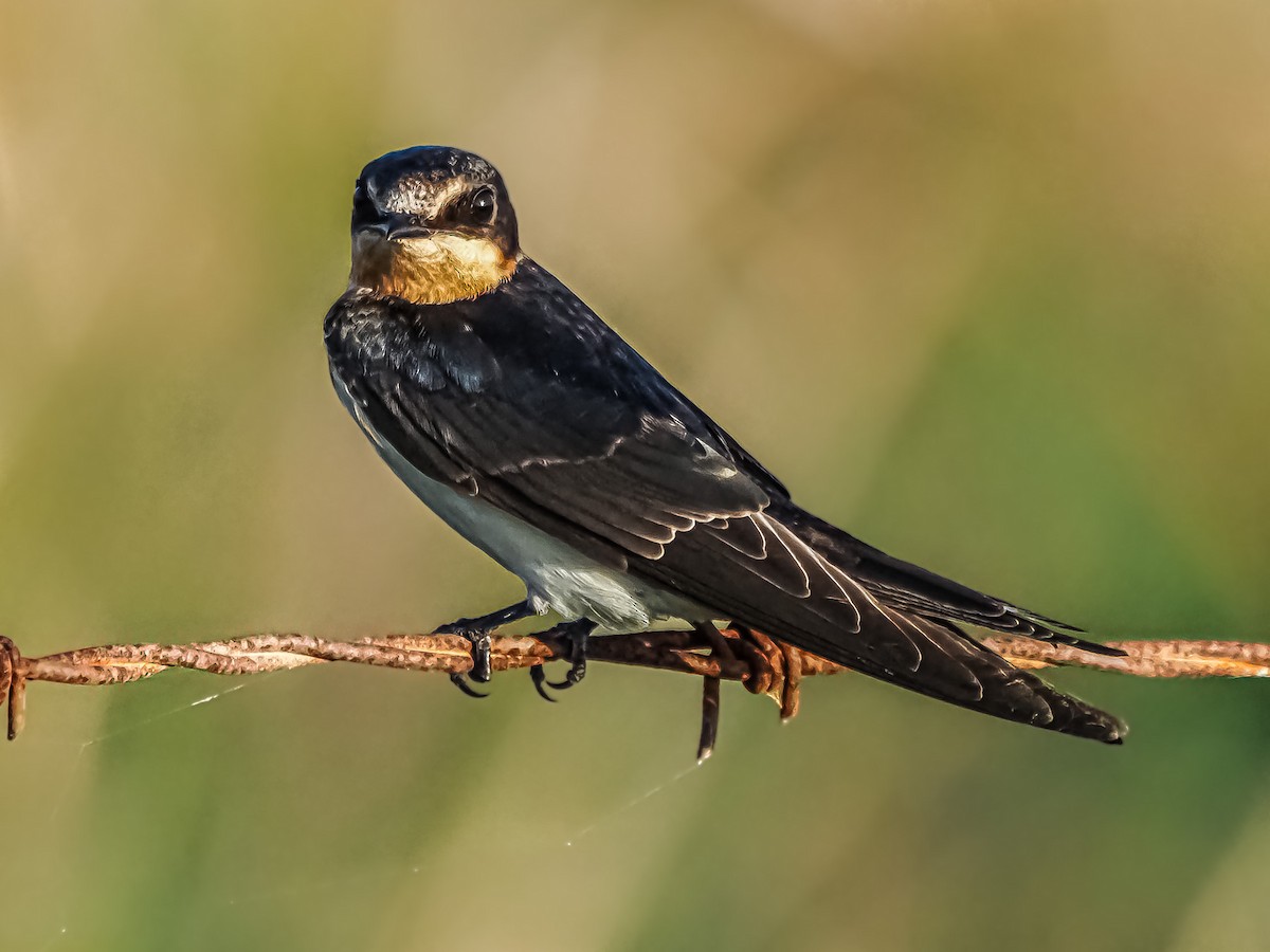 Barn Swallow - Dwayne Litteer