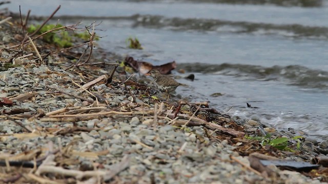 Spotted Sandpiper - ML472878