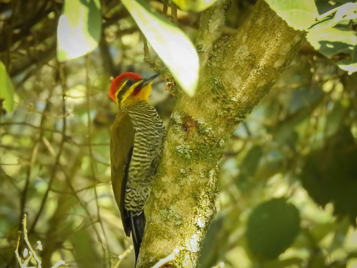 White-browed Woodpecker - Valeria  Martins