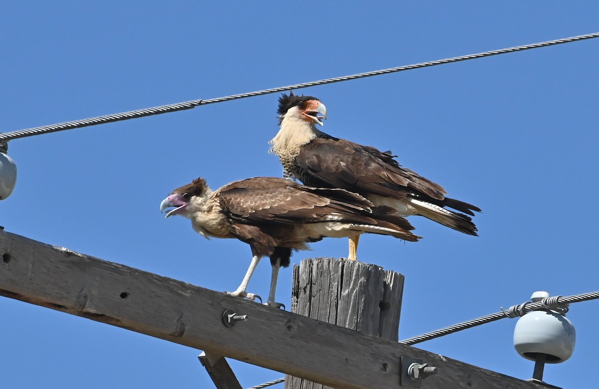 Caracara huppé - ML472881401