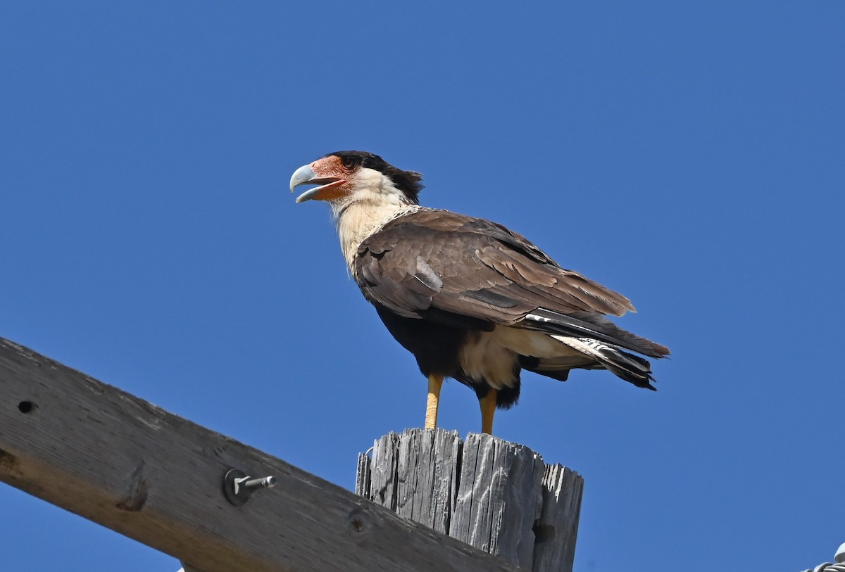 Caracara huppé - ML472881421