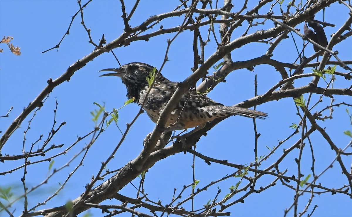 Troglodyte des cactus - ML472881521