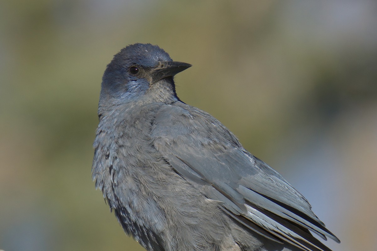 Pinyon Jay - Mark Wilson