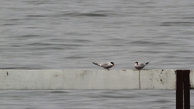 Common Tern - ML472883