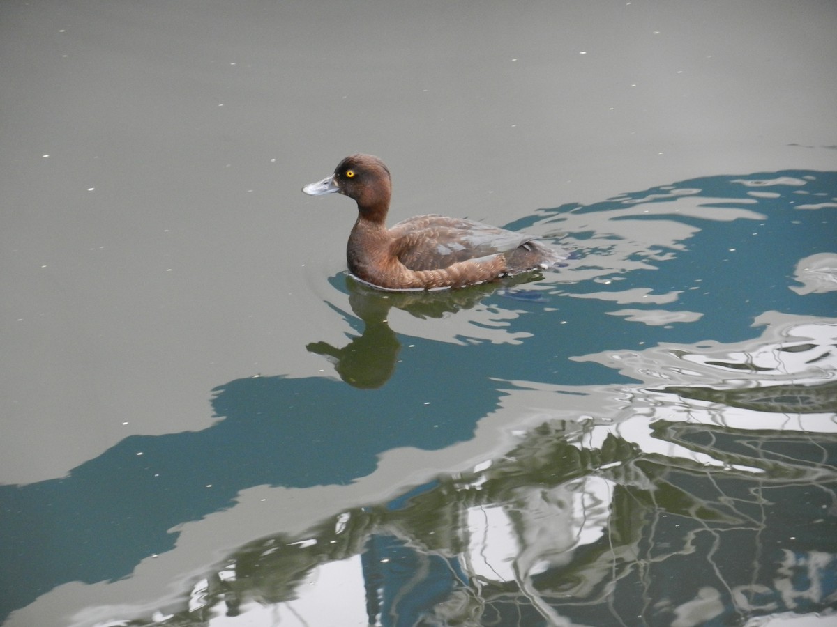 Tufted Duck - Sarah McCarty