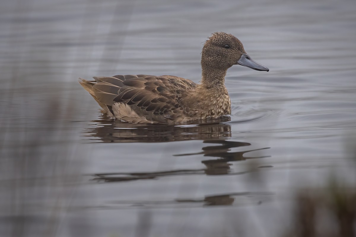 Andean Teal - ML472883161