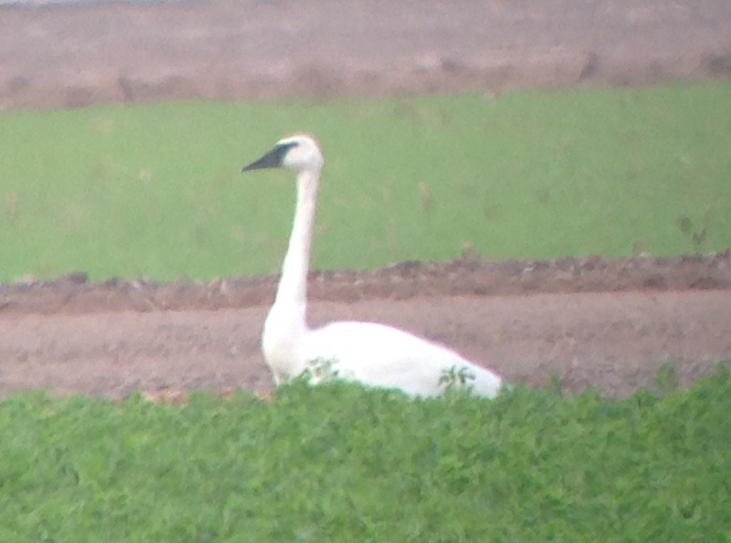 Trumpeter Swan - ML47288321