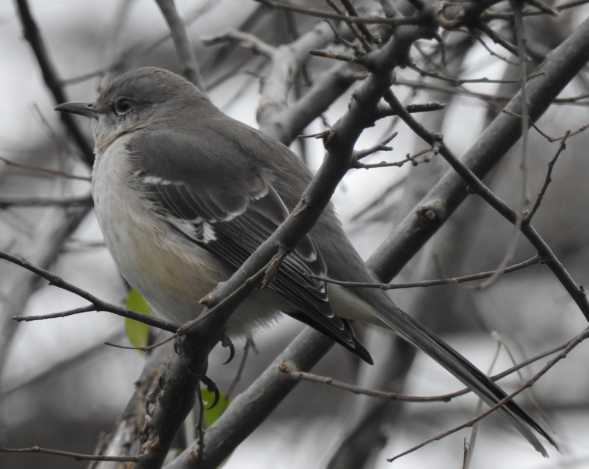Northern Mockingbird - ML47288371