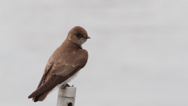 Golondrina Aserrada (grupo serripennis) - ML472884