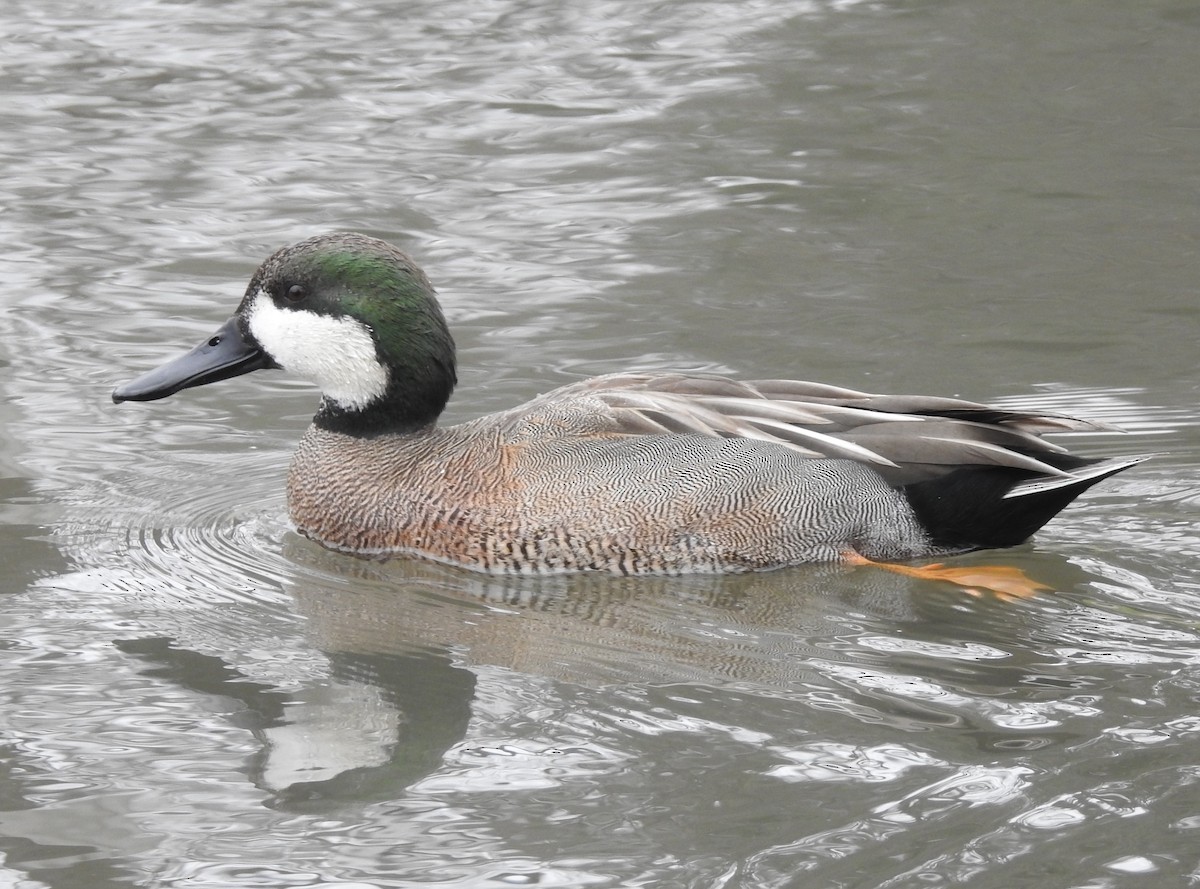 Northern Shoveler x Gadwall (hybrid) - Chris Davis