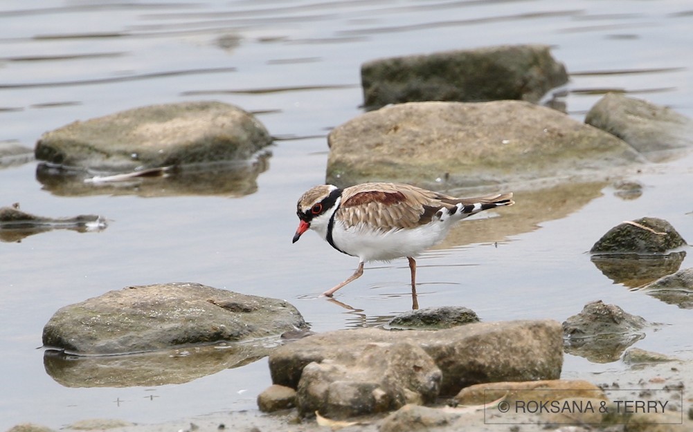 Black-fronted Dotterel - Roksana and Terry