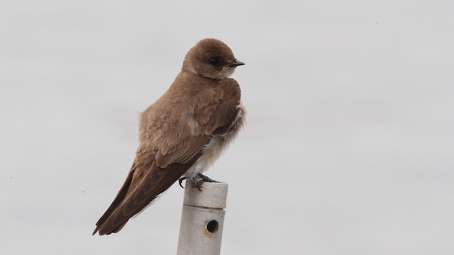 Golondrina Aserrada (grupo serripennis) - ML472885