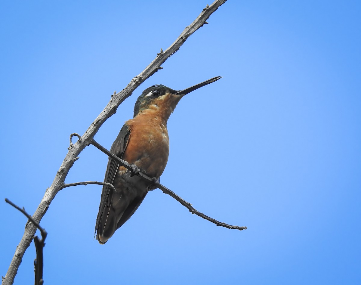 kolibřík brazilský - ML472885121
