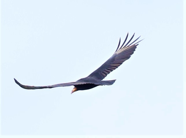 Greater Yellow-headed Vulture - ML472886111