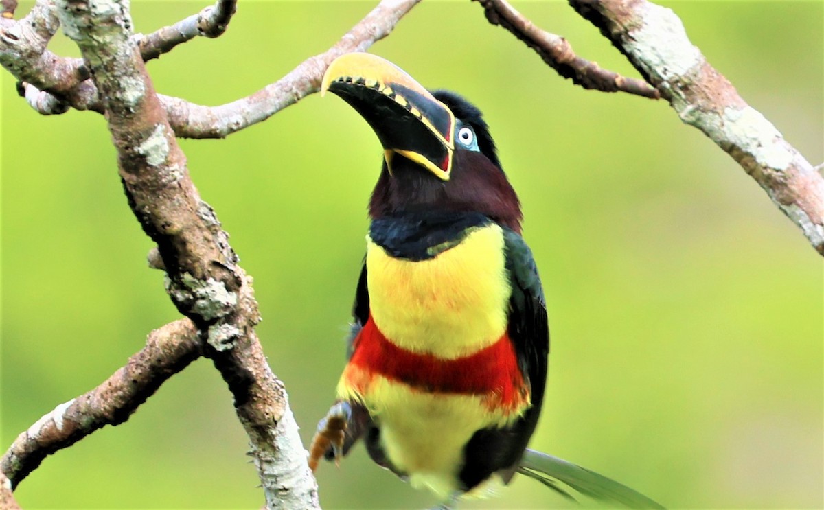 Chestnut-eared Aracari - ML472886251