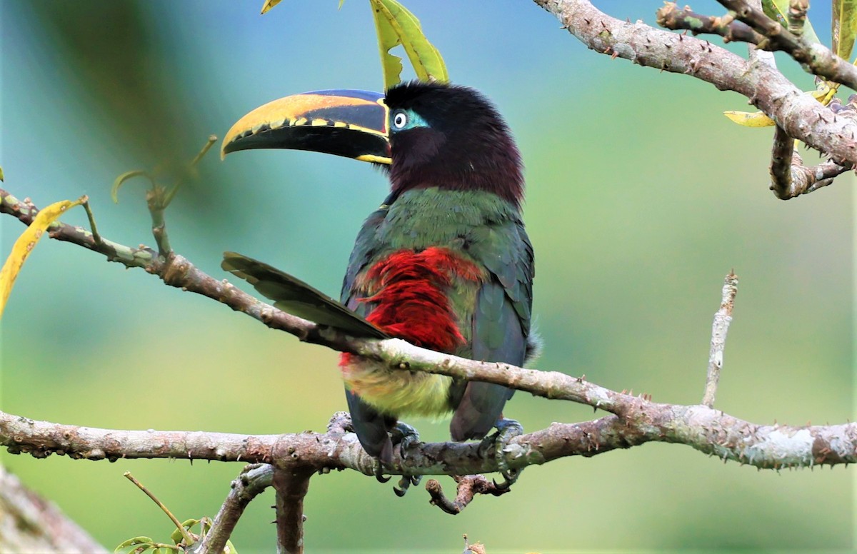 Chestnut-eared Aracari - ML472886261