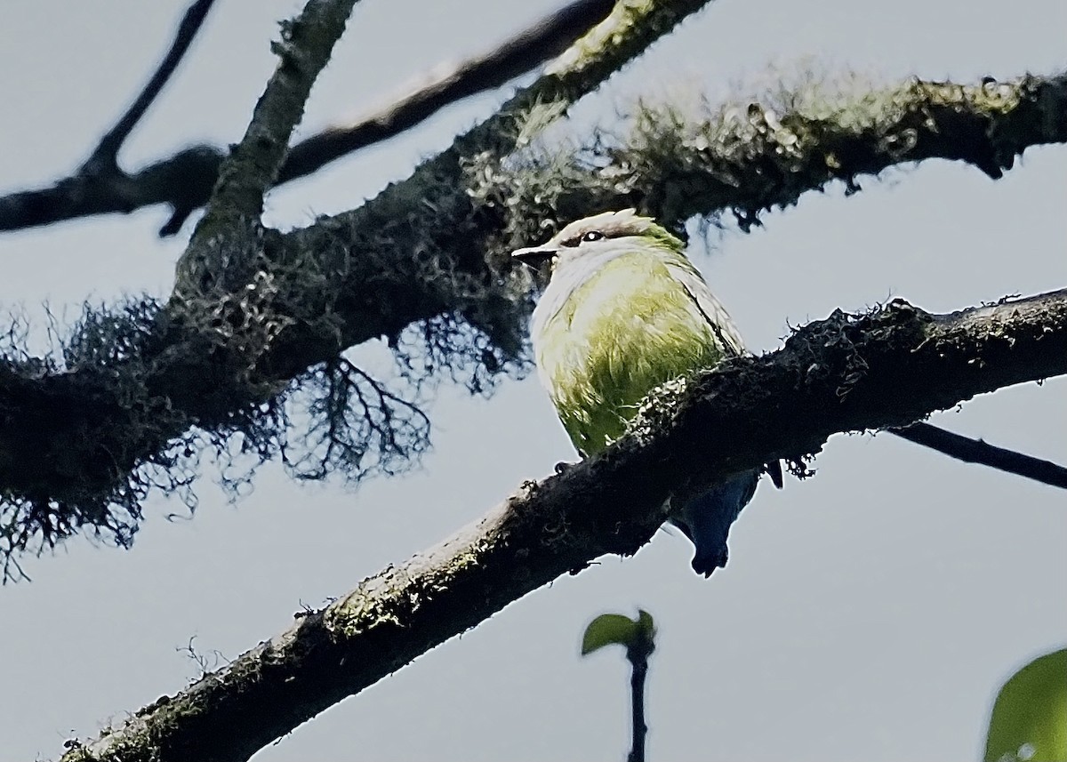 Grauer's Broadbill - ML472888121