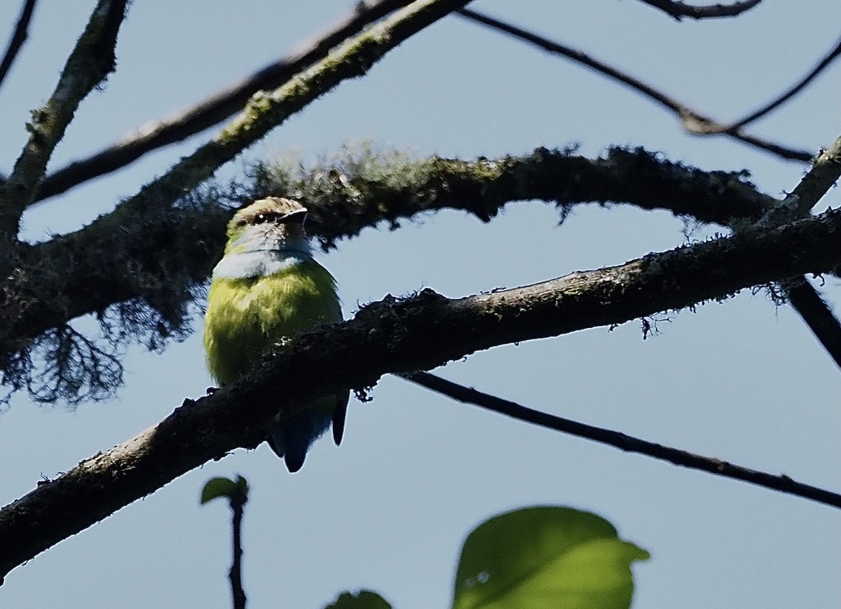 Grauer's Broadbill - ML472888171