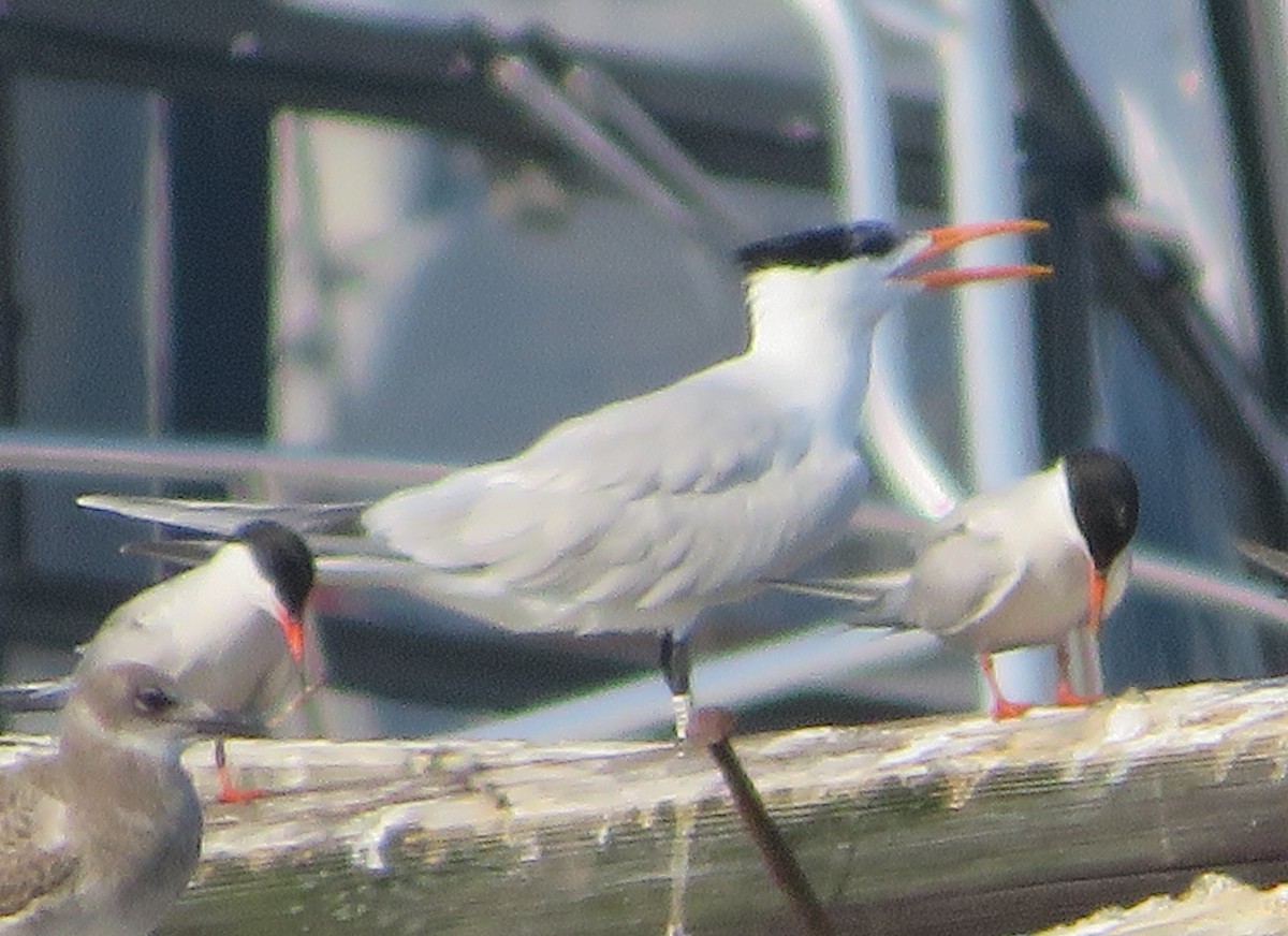 Royal Tern - ML472889971