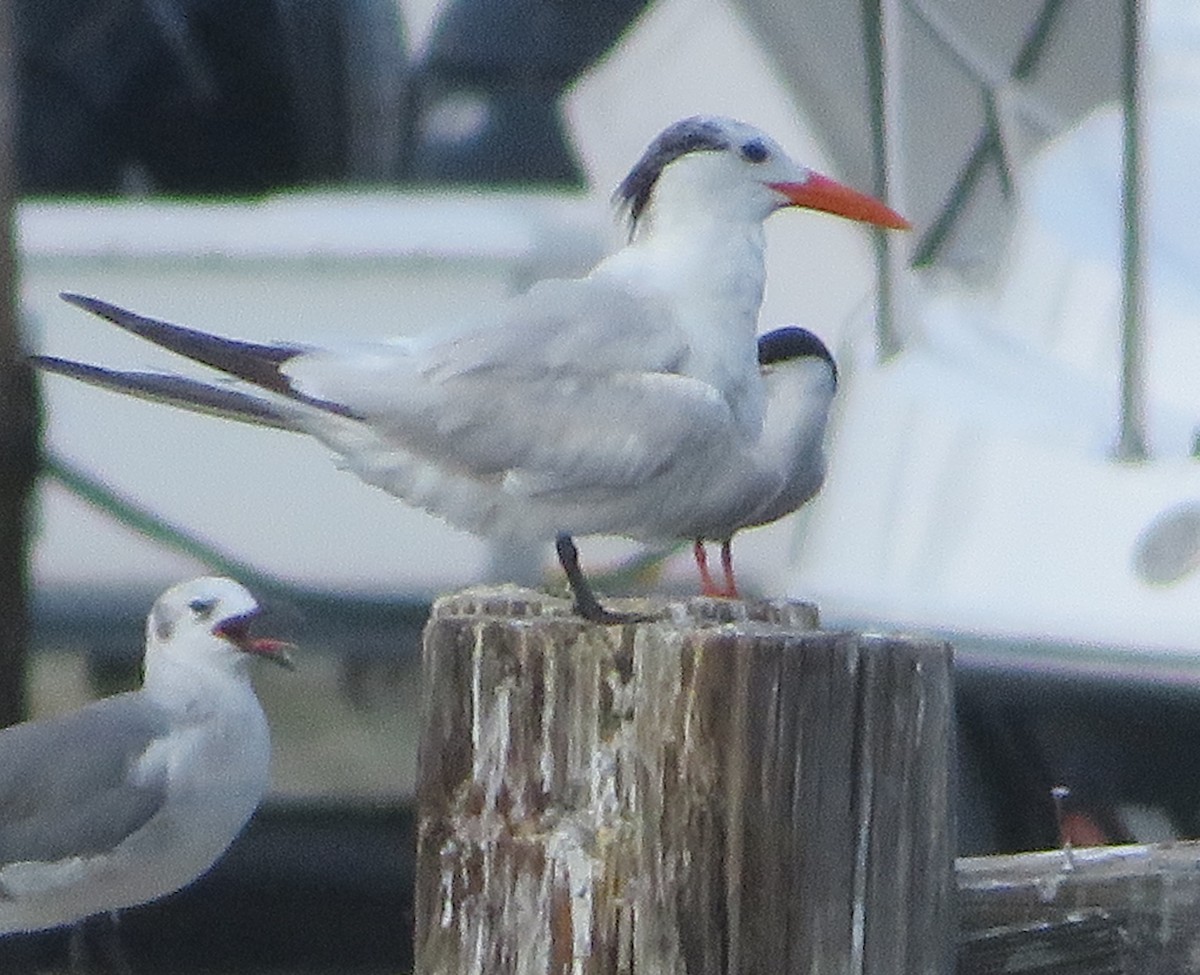 Royal Tern - Nick Dawson