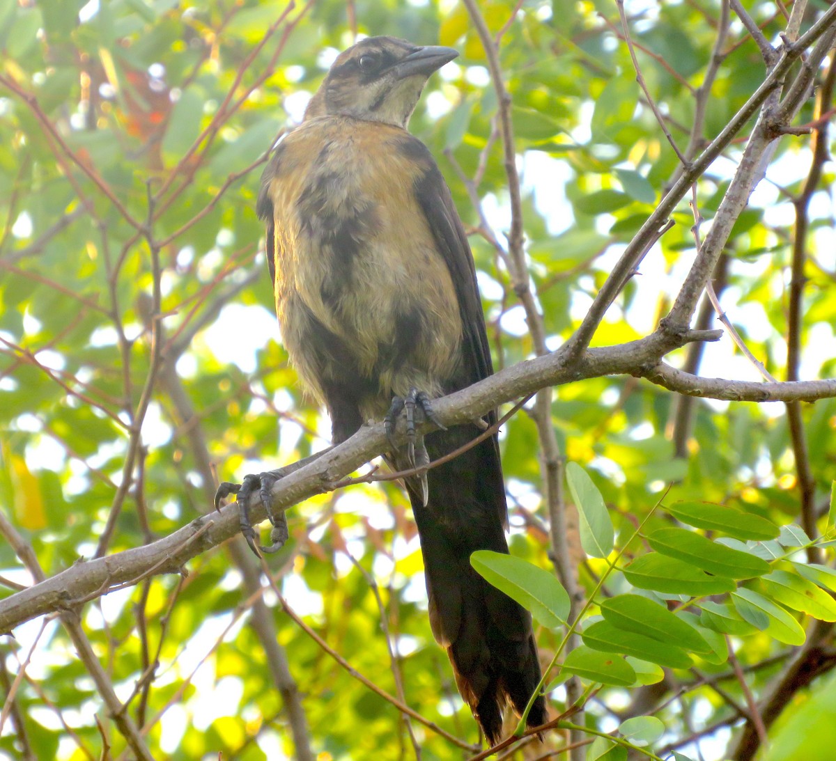 Boat-tailed Grackle - ML472890091