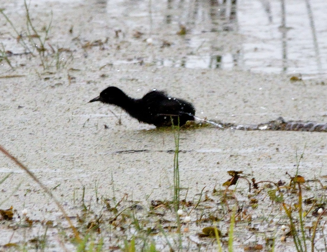 Virginia Rail - ML472890851