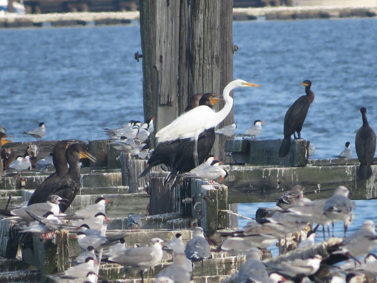 Great Egret - ML472891311