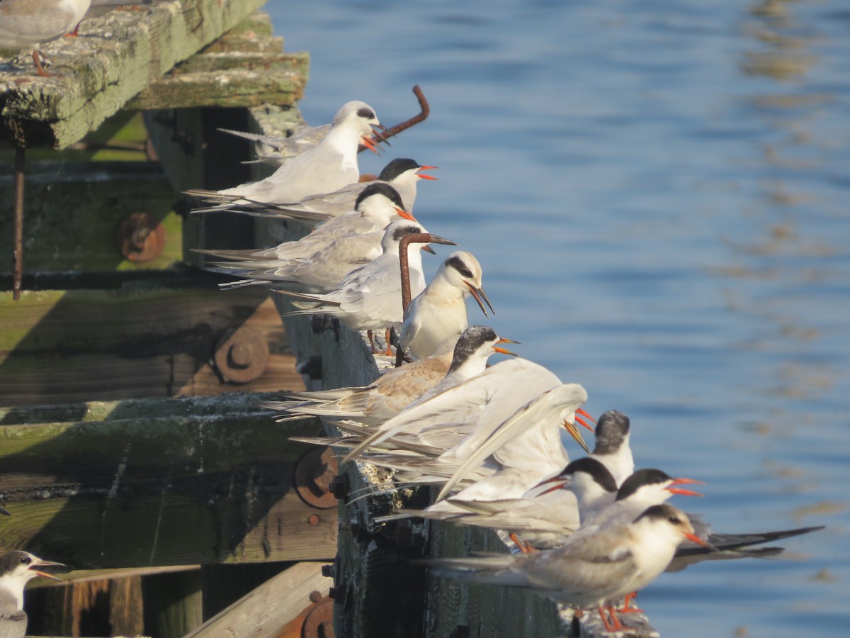 Common Tern - ML472891611