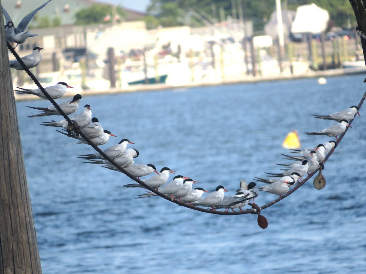 Common Tern - ML472891621