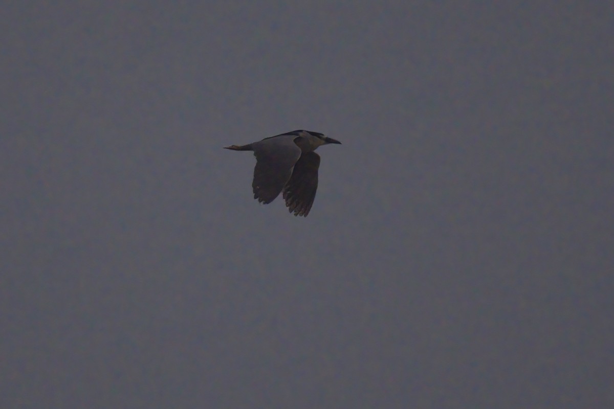 Black-crowned Night Heron - ML472892771