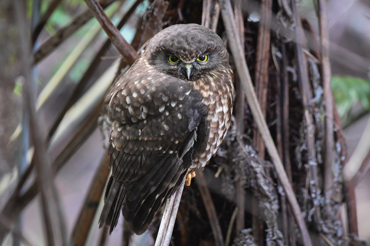 Morepork - ML472893231