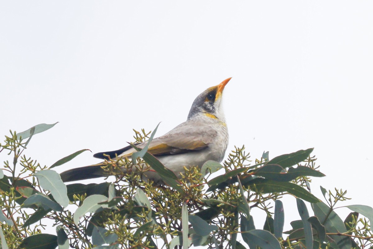 Yellow-throated Miner - ML472893351