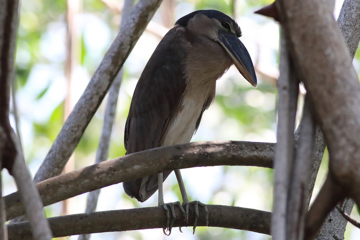 Boat-billed Heron - ML472895761