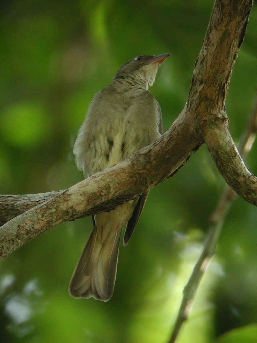 Malaysian Honeyguide - ML47289711