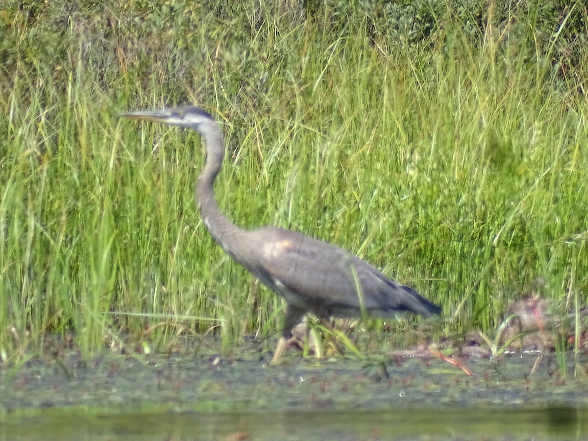 Great Blue Heron - ML472899121