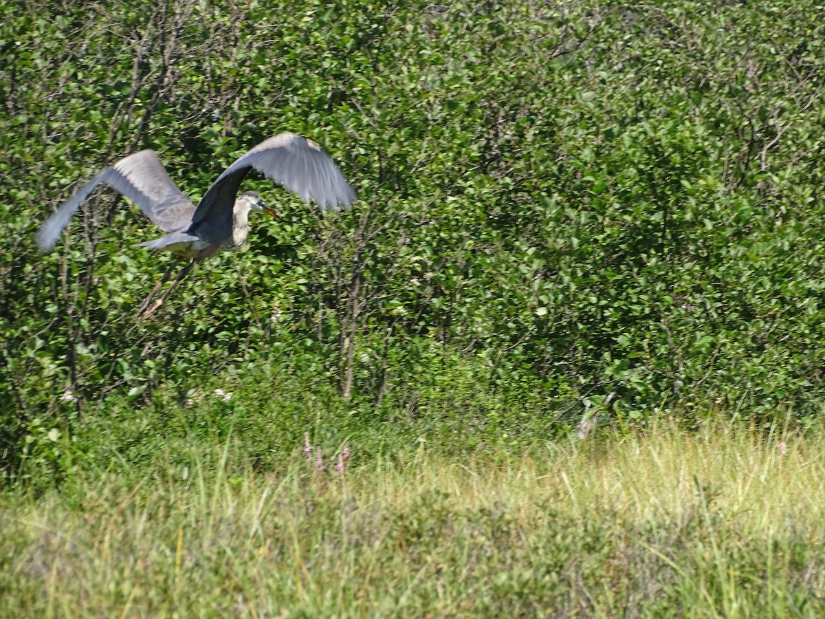 Great Blue Heron - claudine lafrance cohl