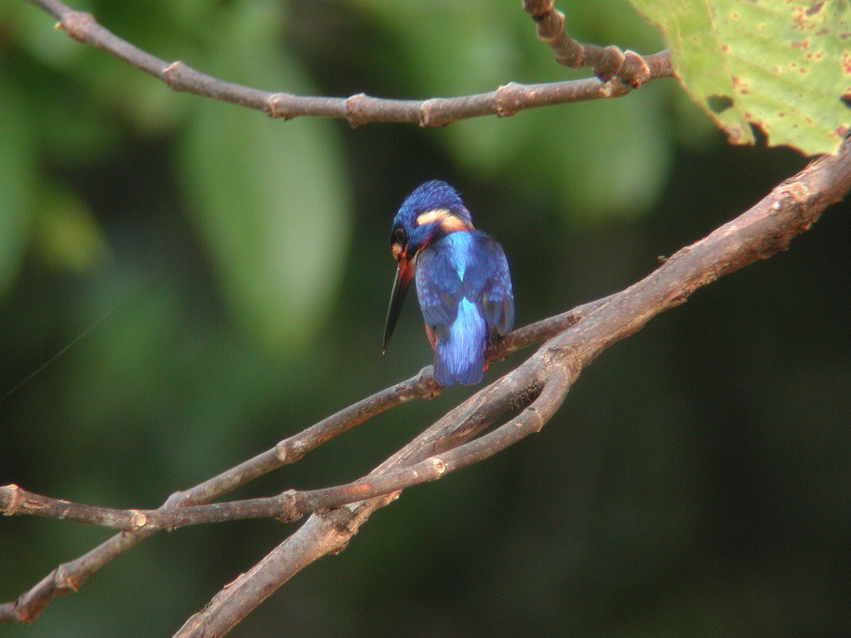 Blue-eared Kingfisher - Neoh Hor Kee