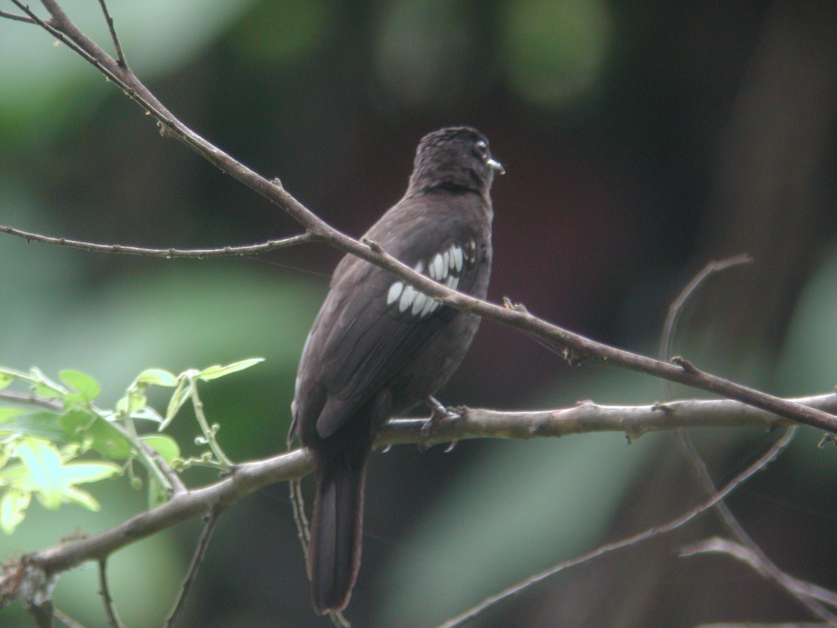 Black-and-white Bulbul - Neoh Hor Kee