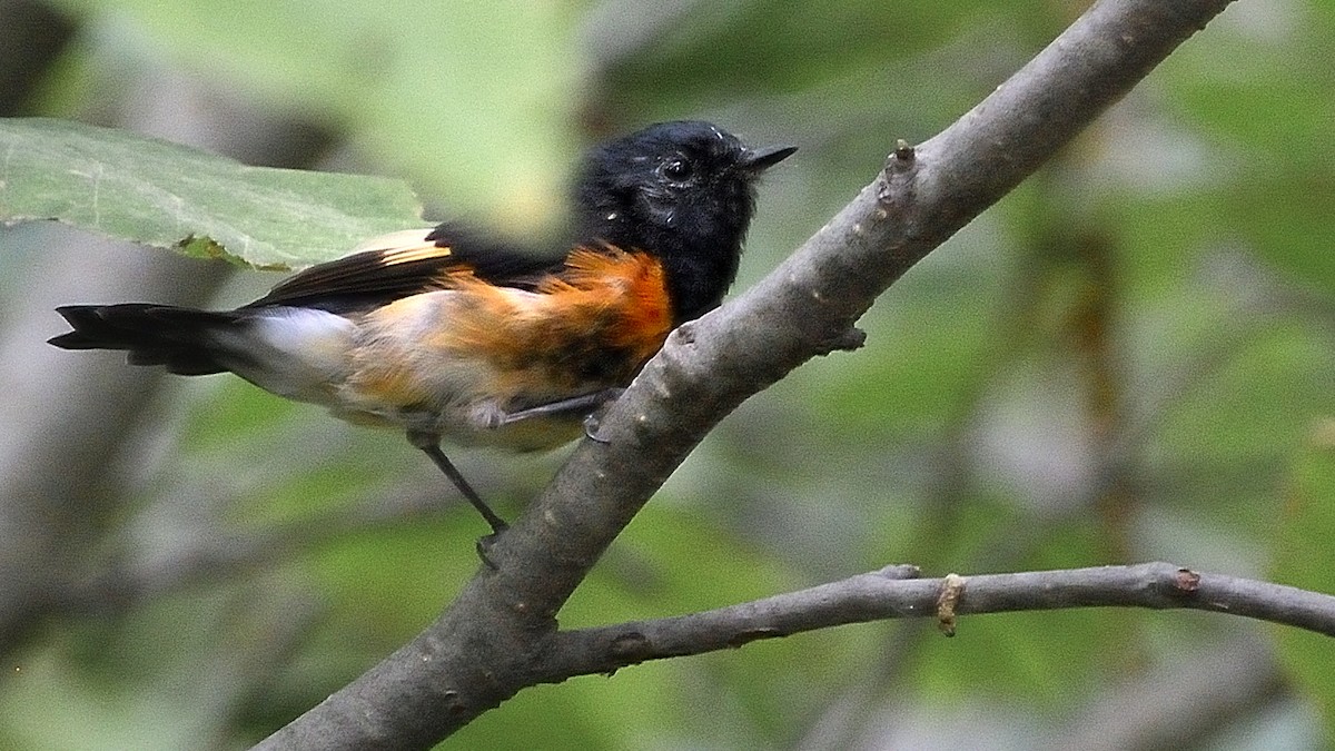 American Redstart - Pat McGrane