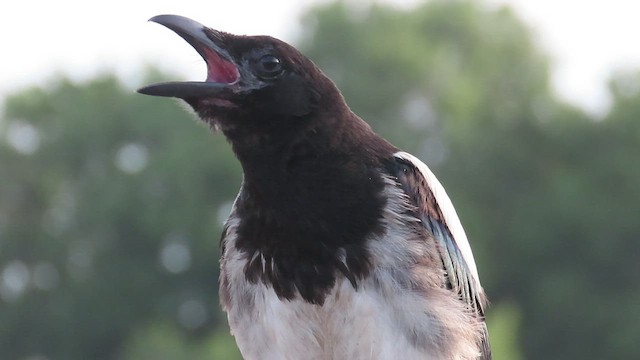 Black-billed Magpie - ML472903831