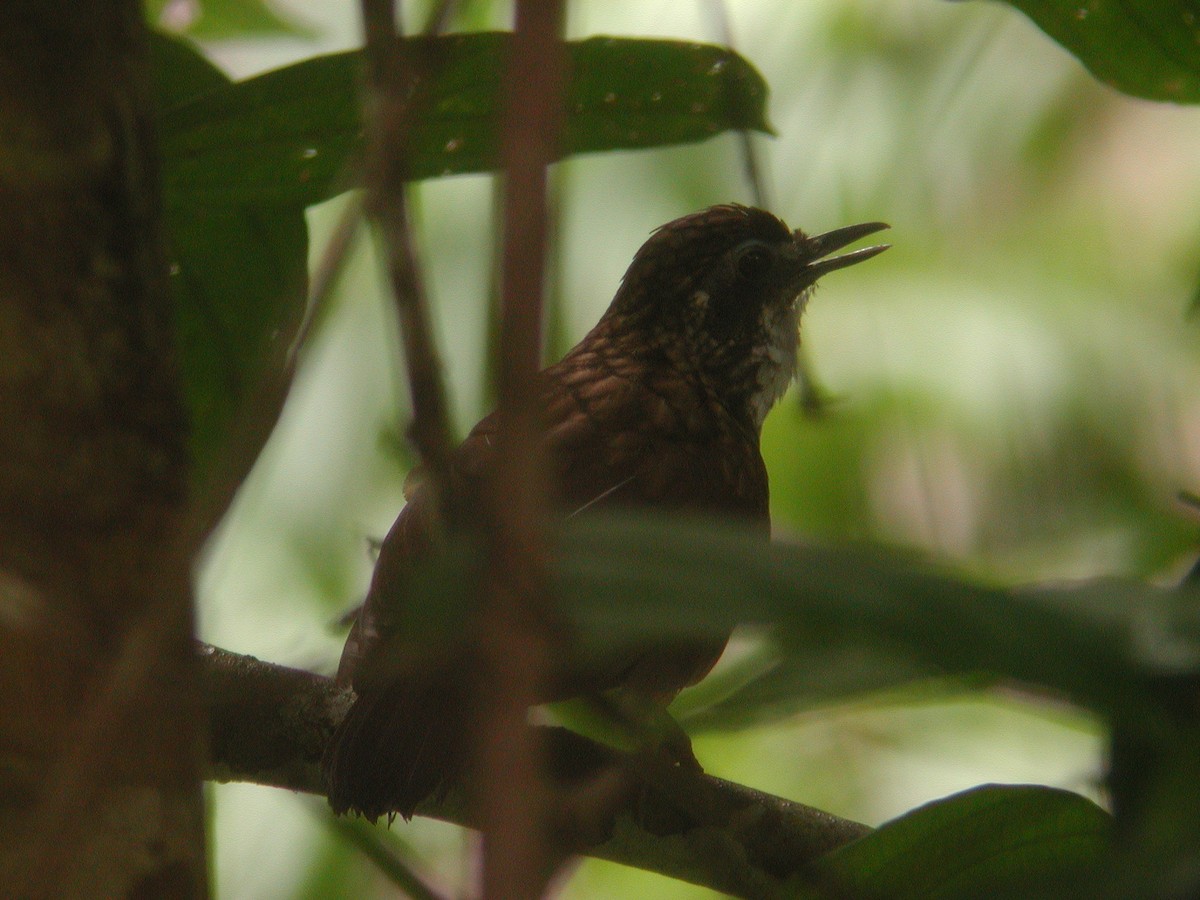 Large Wren-Babbler - Neoh Hor Kee