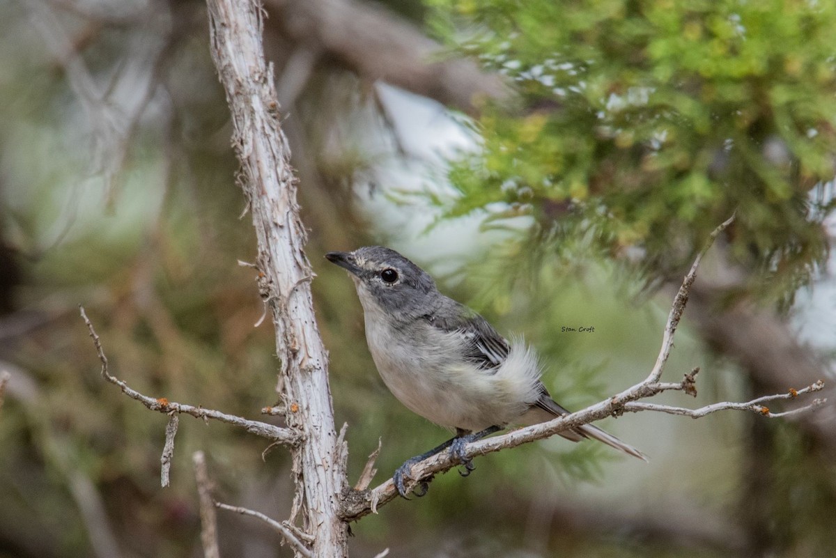 Plumbeous Vireo - ML472904111