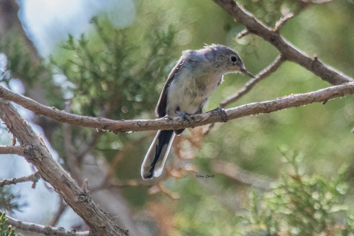 Blue-gray Gnatcatcher - ML472904791