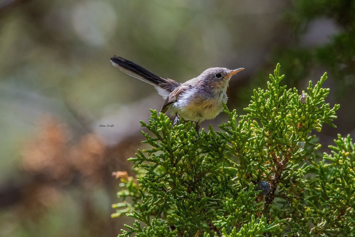 Blue-gray Gnatcatcher - ML472904971