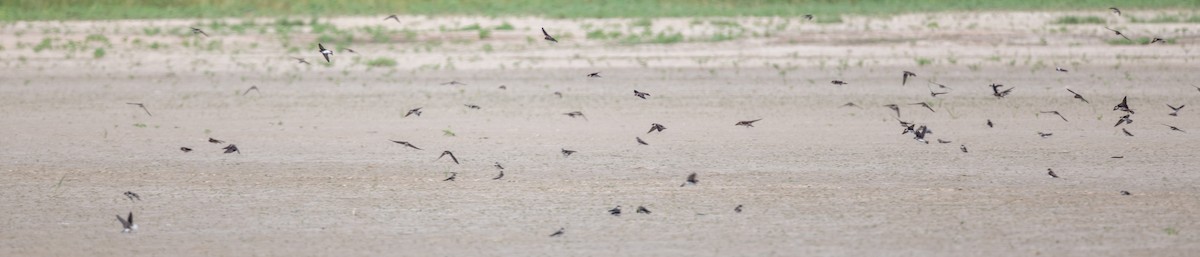 Bank Swallow - ML472905031