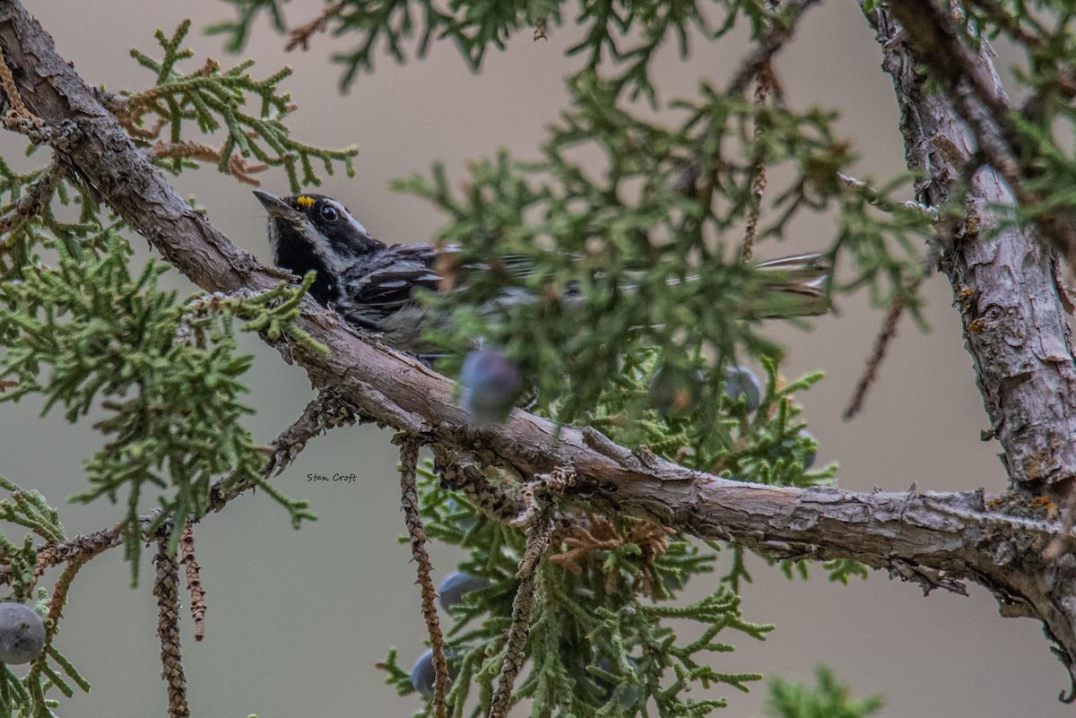 Black-throated Gray Warbler - ML472905061