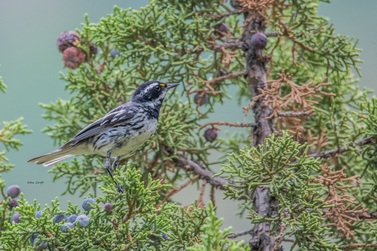 Black-throated Gray Warbler - ML472905191